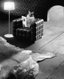 A Cat Arguing With A Mouse