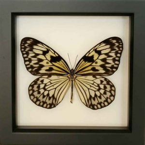 Butterfly framed