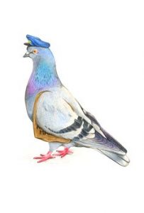 Carrier Pigeon