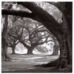 Oak tree William Guion